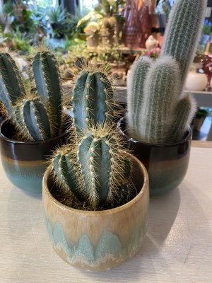 cactus incl pot